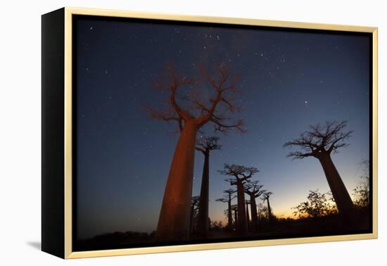 Baobob Tree, Madagascar-Art Wolfe-Framed Premier Image Canvas