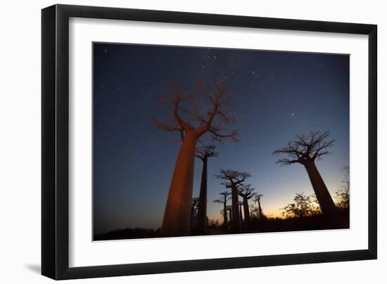 Baobob Tree, Madagascar-Art Wolfe-Framed Photographic Print