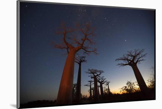 Baobob Tree, Madagascar-Art Wolfe-Mounted Photographic Print