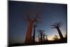 Baobob Tree, Madagascar-Art Wolfe-Mounted Photographic Print