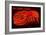 Bar Harbor, Maine - Lobster Neon-Lantern Press-Framed Premium Giclee Print