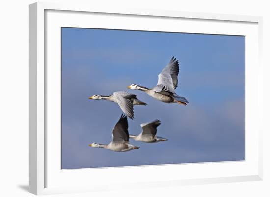 Bar Headed Geese (Anser Indicus) Group Of Four In Flight Above The Lashihai Lake-Dong Lei-Framed Photographic Print