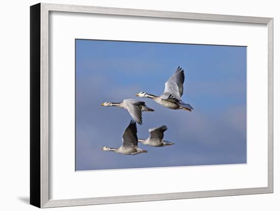 Bar Headed Geese (Anser Indicus) Group Of Four In Flight Above The Lashihai Lake-Dong Lei-Framed Photographic Print