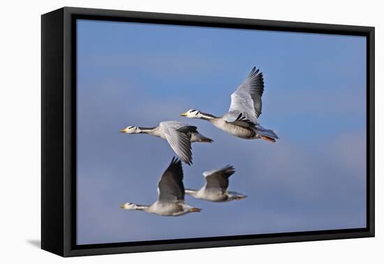 Bar Headed Geese (Anser Indicus) Group Of Four In Flight Above The Lashihai Lake-Dong Lei-Framed Premier Image Canvas