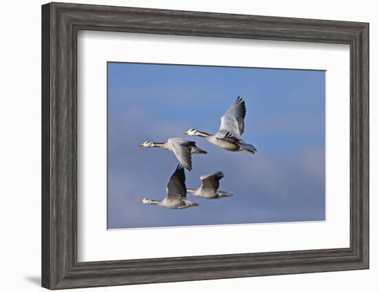 Bar Headed Geese (Anser Indicus) Group Of Four In Flight Above The Lashihai Lake-Dong Lei-Framed Photographic Print