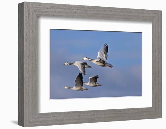 Bar Headed Geese (Anser Indicus) Group Of Four In Flight Above The Lashihai Lake-Dong Lei-Framed Photographic Print