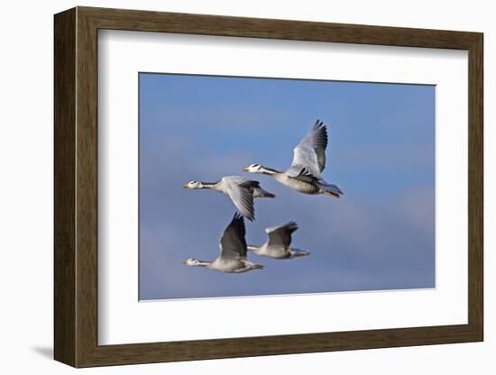 Bar Headed Geese (Anser Indicus) Group Of Four In Flight Above The Lashihai Lake-Dong Lei-Framed Photographic Print