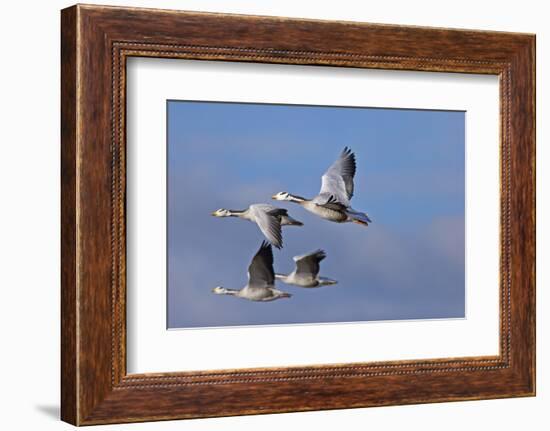 Bar Headed Geese (Anser Indicus) Group Of Four In Flight Above The Lashihai Lake-Dong Lei-Framed Photographic Print