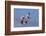 Bar Headed Geese (Anser Indicus) Group Of Four In Flight Above The Lashihai Lake-Dong Lei-Framed Photographic Print