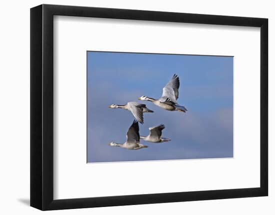 Bar Headed Geese (Anser Indicus) Group Of Four In Flight Above The Lashihai Lake-Dong Lei-Framed Photographic Print