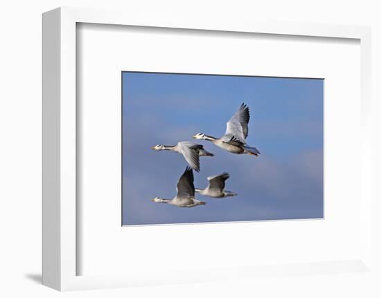 Bar Headed Geese (Anser Indicus) Group Of Four In Flight Above The Lashihai Lake-Dong Lei-Framed Photographic Print