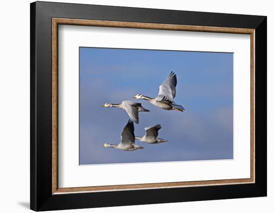 Bar Headed Geese (Anser Indicus) Group Of Four In Flight Above The Lashihai Lake-Dong Lei-Framed Photographic Print