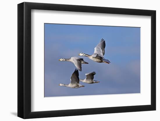 Bar Headed Geese (Anser Indicus) Group Of Four In Flight Above The Lashihai Lake-Dong Lei-Framed Photographic Print