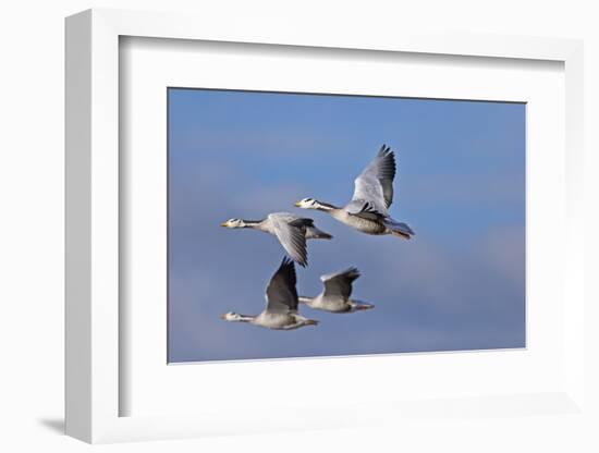 Bar Headed Geese (Anser Indicus) Group Of Four In Flight Above The Lashihai Lake-Dong Lei-Framed Photographic Print