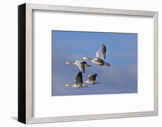 Bar Headed Geese (Anser Indicus) Group Of Four In Flight Above The Lashihai Lake-Dong Lei-Framed Photographic Print