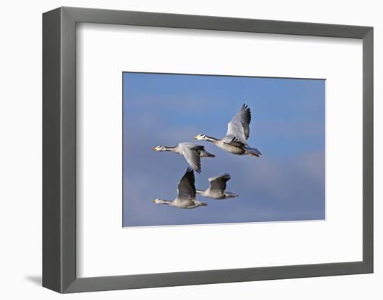 Bar Headed Geese (Anser Indicus) Group Of Four In Flight Above The Lashihai Lake-Dong Lei-Framed Photographic Print