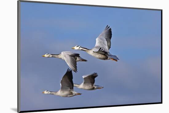 Bar Headed Geese (Anser Indicus) Group Of Four In Flight Above The Lashihai Lake-Dong Lei-Mounted Photographic Print