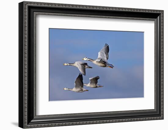 Bar Headed Geese (Anser Indicus) Group Of Four In Flight Above The Lashihai Lake-Dong Lei-Framed Photographic Print