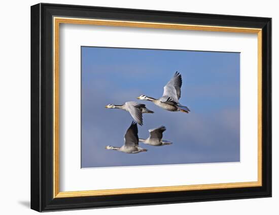 Bar Headed Geese (Anser Indicus) Group Of Four In Flight Above The Lashihai Lake-Dong Lei-Framed Photographic Print