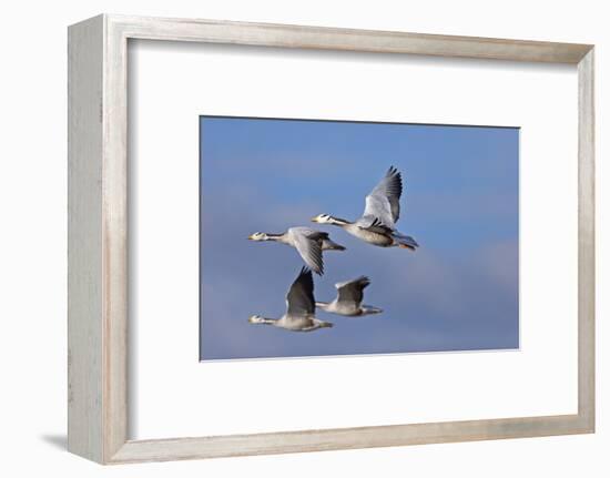 Bar Headed Geese (Anser Indicus) Group Of Four In Flight Above The Lashihai Lake-Dong Lei-Framed Photographic Print