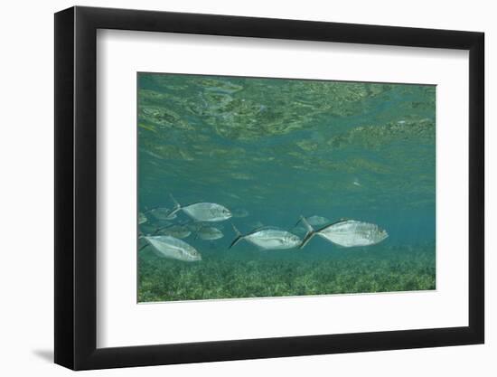 Bar Jack, Half Moon Caye, Lighthouse Reef, Atoll, Belize-Pete Oxford-Framed Photographic Print