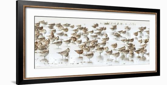 Bar-Tailed Godwit 19-Kurien Yohannan-Framed Giclee Print