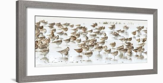 Bar-Tailed Godwit 19-Kurien Yohannan-Framed Giclee Print