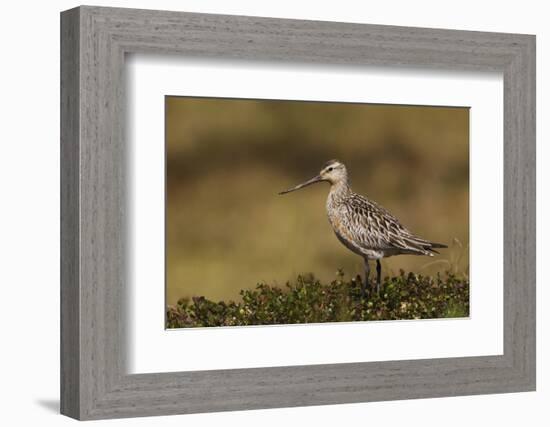 Bar-tailed Godwit, Arctic Tundra-Ken Archer-Framed Photographic Print