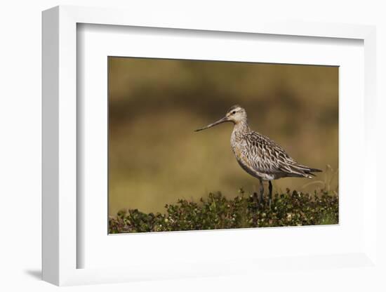 Bar-tailed Godwit, Arctic Tundra-Ken Archer-Framed Photographic Print