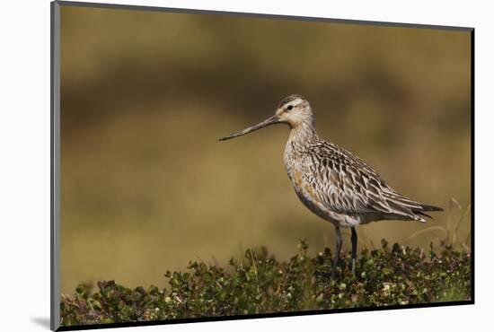 Bar-tailed Godwit, Arctic Tundra-Ken Archer-Mounted Photographic Print