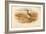 Bar-Tailed Godwit (Limosa rufa), Common Redshank (Totanus), 1900, (1900)-Charles Whymper-Framed Giclee Print