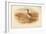 Bar-Tailed Godwit (Limosa rufa), Common Redshank (Totanus), 1900, (1900)-Charles Whymper-Framed Giclee Print