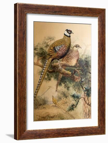 Bar-Tailed Pheasant (Phasianus Reevesi), 1852-54-Joseph Wolf-Framed Giclee Print
