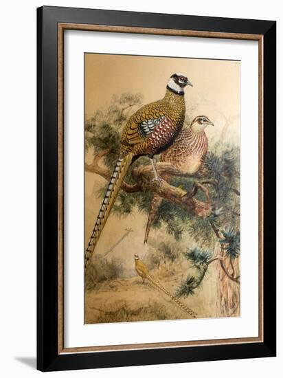 Bar-Tailed Pheasant (Phasianus Reevesi), 1852-54-Joseph Wolf-Framed Giclee Print