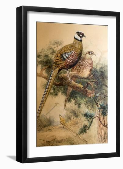 Bar-Tailed Pheasant (Phasianus Reevesi), 1852-54-Joseph Wolf-Framed Giclee Print