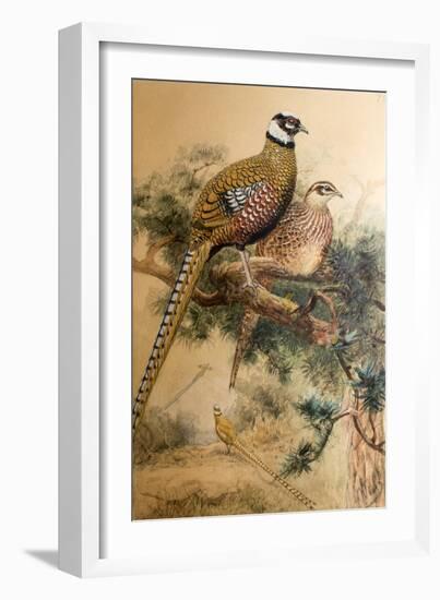 Bar-Tailed Pheasant (Phasianus Reevesi), 1852-54-Joseph Wolf-Framed Giclee Print