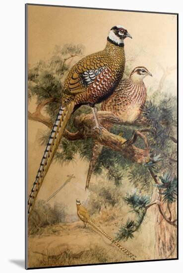 Bar-Tailed Pheasant (Phasianus Reevesi), 1852-54-Joseph Wolf-Mounted Giclee Print