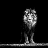 Portrait of a Beautiful Lion, in the Dark-Baranov E-Photographic Print