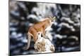 Photographic Print