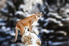 Portrait of a Cougar, Mountain Lion, Puma, Panther, Striking Pose on a Fallen Tree, Winter Scene In-Baranov E-Photographic Print