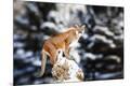 Premium Photographic Print