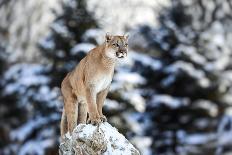 Portrait of a Cougar, Mountain Lion, Puma, Panther, Striking Pose on a Fallen Tree, Winter Scene In-Baranov E-Photographic Print