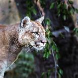 Portrait of a Cougar, Mountain Lion, Puma, Panther, Striking Pose on a Fallen Tree, Winter Scene In-Baranov E-Photographic Print