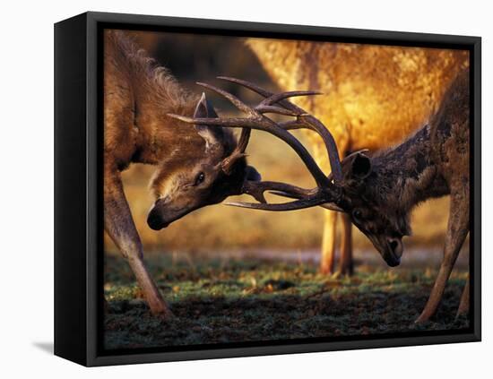 Barasingha, Khana National Park, India-Gavriel Jecan-Framed Premier Image Canvas