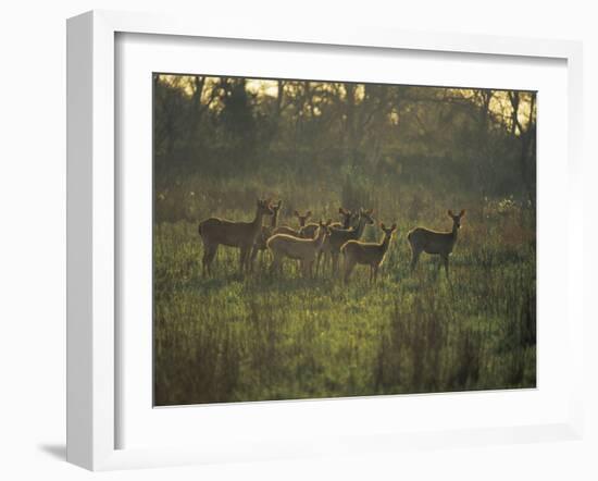 Barasingha Swamp Deer Kaziranga Np, Assam, India-Jean-pierre Zwaenepoel-Framed Photographic Print