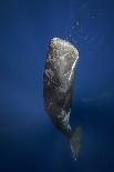 Sperm Whale-Barathieu Gabriel-Photographic Print
