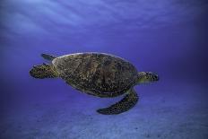 Green Turtle in the Blue-Barathieu Gabriel-Photographic Print