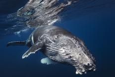 Humpback Whale-Barathieu Gabriel-Stretched Canvas
