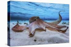 Mayotte : the Reef-Barathieu Gabriel-Photographic Print