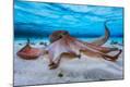 Photographic Print